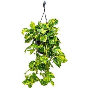 Scindapsus epipremnum aureum XXS hangplant