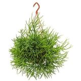 Rhipsalis heteroclada M hangplant