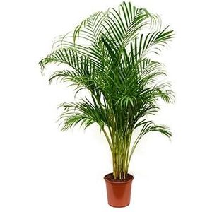 Areca Palm lutescens M kamerplant