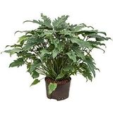 Philodendron xanadu L hydrocultuur plant