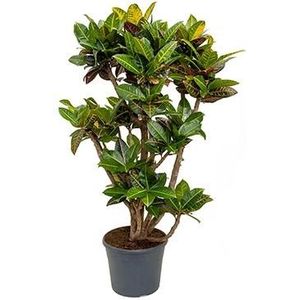 Croton petra XXL kamerplant