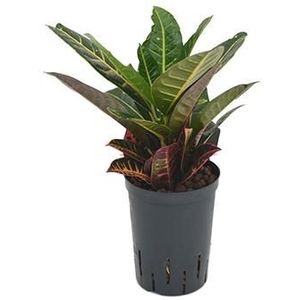 Croton petra 2pp hydrocultuur plant
