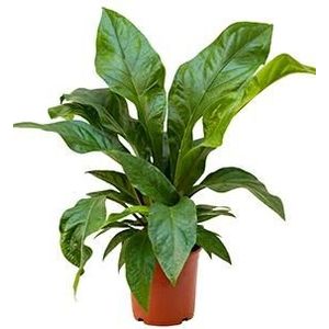 Anthurium jungle bush S kamerplant