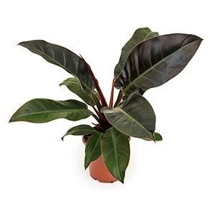 Philodendron imperial red XS kamerplant