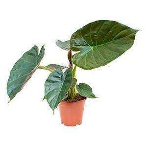 Alocasia wentii S kamerplant