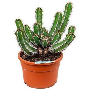 Euphorbia cactus avasmontana L kamerplant