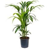 Kentia Palm howea forsteriana 5pp M kamerplant