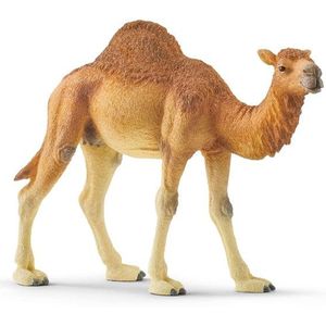 schleich WILD LIFE - Dromedaris - Speelfiguur - Kinderspeelgoed voor Jongens en Meisjes - 3 tot 8 jaar - 14832