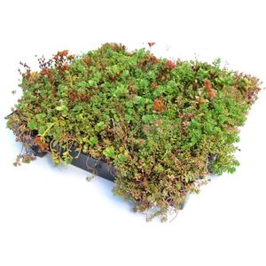 Intergard Groendak sedumdak sedum cassettes kliksysteem 37x57cm