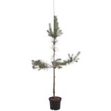 Pinus sylvestris 150-175 cm Conifeer - Warentuin natuurlijk