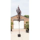 Puperbladige sierpruim Prunus cerasifera Nigra h 450 cm st. omtrek 16 cm - Warentuin Natuurlijk