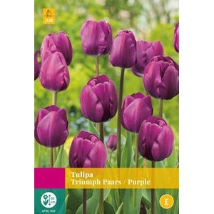 Tulipa Triumph Paars - JUB