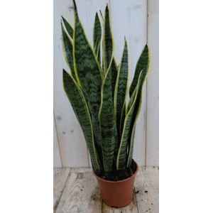 Kamerplant Vrouwentong Sansevieria geelbont 50 cm - Warentuin Natuurlijk