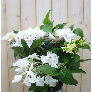 Hortensia Hydrangea wit randjesbloem 40 cm - Warentuin Natuurlijk