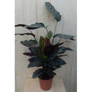 Calathea Ornata Pauwenplant met roze strepen 60 cm - Warentuin natuurlijk