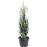 Juniperus scopulorum Moonglow 50-60 cm Conifeer - Warentuin natuurlijk