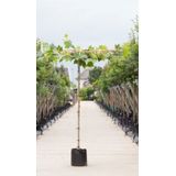 Plataan Vierkant Dak Platanus Hispanica H 210 cm St. Omtrek 10 cm S...