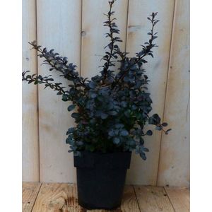 Berberis Rood 30 cm - Warentuin Natuurlijk