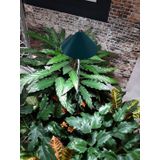 Parus iSun paraplu kweeklamp 7w grijs - Btt