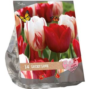 Urban Flowers Lucky Love per 14 bloembollen - Baltus