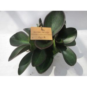 2 stuks! Peperomia clussifolia Red Margin - Warentuin natuurlijk