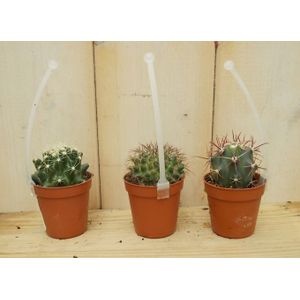 3 stuks! Kamerplant cactus mini laag - Warentuin Natuurlijk