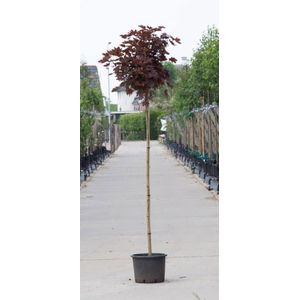 2 stuks! Rode bol esdoorn Acer pl. Crimson Centry h 190 cm st. omtrek 4,5 cm st. h 150 cm boom - Warentuin Natuurlijk