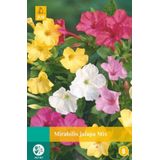 Mirabilis jalapa mix bol/knol 5 stuks - Jub