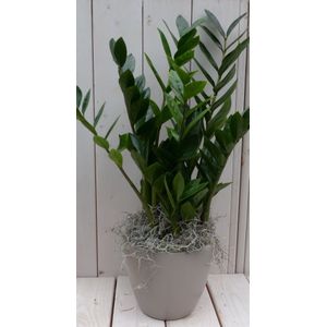 Zamioculcas in taupe pot 55 cm - Warentuin Natuurlijk