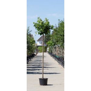 2 stuks! Amberboom bolvorm Liqiudambar s. Gum Ball h 220 cm st. omtrek 8 cm st. h 180 cm boom - Warentuin Natuurlijk