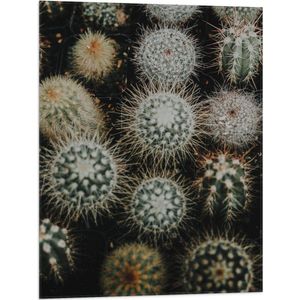 Vlag - Planten - Cactussen - Prikkers - Groen - 60x80 cm Foto op Polyester Vlag