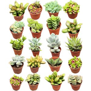 Vetplanten mix - 5.5cm Potten- 6-12cm hoog- Succulenten- (20 Stuks)