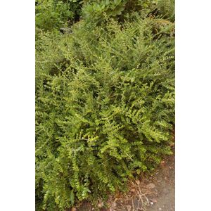 Plants Online - Tuinplanten - Heesters - Set van 1 - Lonicera nitida 'Elegant' - 2 liter pot - Plant 25-30 cm