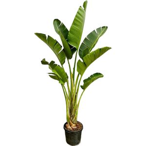 Paradijsvogelplant - Strelitzia Augusta hoogte 250cm potmaat 45cm