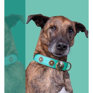 DWAM Dog with a Mission Halsband hond – Hondenhalsband – Turquoise – S – Leer – Halsomvang tussen 27-33 x 2 cm– Rebel