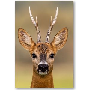 Hert Portret - 60x90 Canvas Staand - Dieren