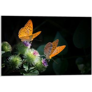 Forex - Twee Oranje Vlinders op Plant  - 60x40cm Foto op Forex