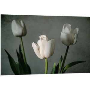 PVC Schuimplaat- Witte Tulpen Op Lange Stengels voor Grijze Achtergrond - Bloemen - 120x80 cm Foto op PVC Schuimplaat