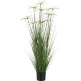 J-Line Cyperus Alternifolius 8 Koppen In Pot Pvc Groen Medium