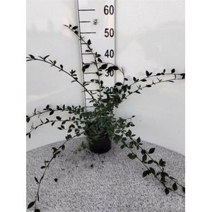 Arbustes de haie - Un ensemble 1 - Cotoneaster lacteus - (2L) 40-60 cm