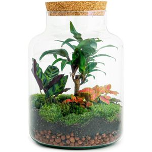 Planten terrarium DIY - Milky Palm - ↑ 30 cm - Ecosysteem plant - Planten in fles - Mini ecosysteem plant - Kamerplanten - DIY planten terrarium - Mini ecosysteem