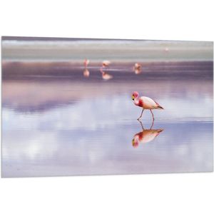 WallClassics - Vlag - Flamingo in het Water - 105x70 cm Foto op Polyester Vlag