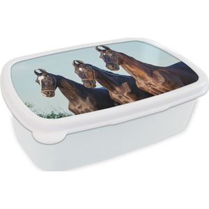 Broodtrommel Wit - Lunchbox - Brooddoos - Paarden - Halster - Bruin - 18x12x6 cm - Volwassenen