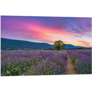 Vlag - Lavendel Veld met Zonsondergang en Mooie Lucht - 90x60 cm Foto op Polyester Vlag