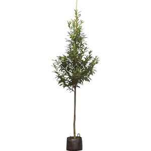 Laurierkers hoogstam 400 cm | Prunus laurocerasus 14-18 cm | Bomenbezorgd.nl