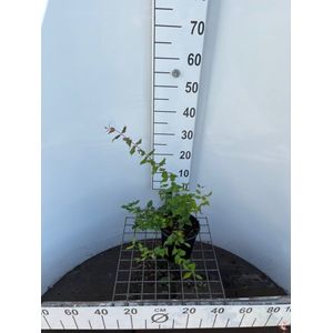 Plants Online - Tuinplanten - Heesters - Set van 1 - Kolkwitzia amabilis - 2 liter pot - Plant 30-40 cm