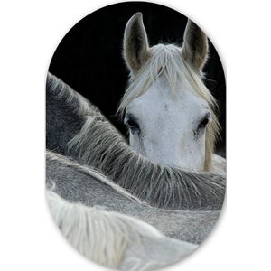 Paarden - Dieren - Zwart - Wit Kunststof plaat (5mm dik) - Ovale spiegel vorm op kunststof