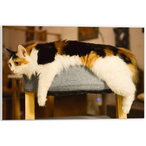 WallClassics - PVC Schuimplaat - Luie Lapjeskat liggend op Poef - 60x40 cm Foto op PVC Schuimplaat (Met Ophangsysteem)