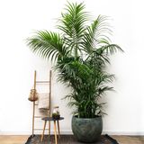 Kentia Palm - Howea Forsteriana XXL hoogte 300cm potmaat 50cm