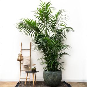 kentia-palm